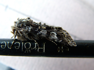 Glaucous Shears